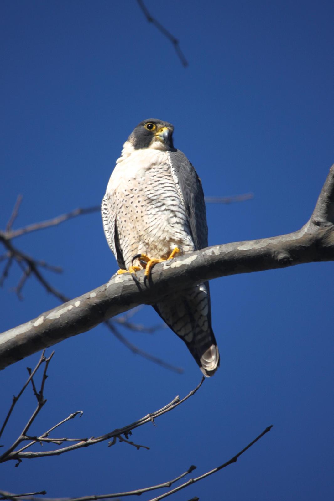 Peregrine Falcon Photo by Tom Ford-Hutchinson