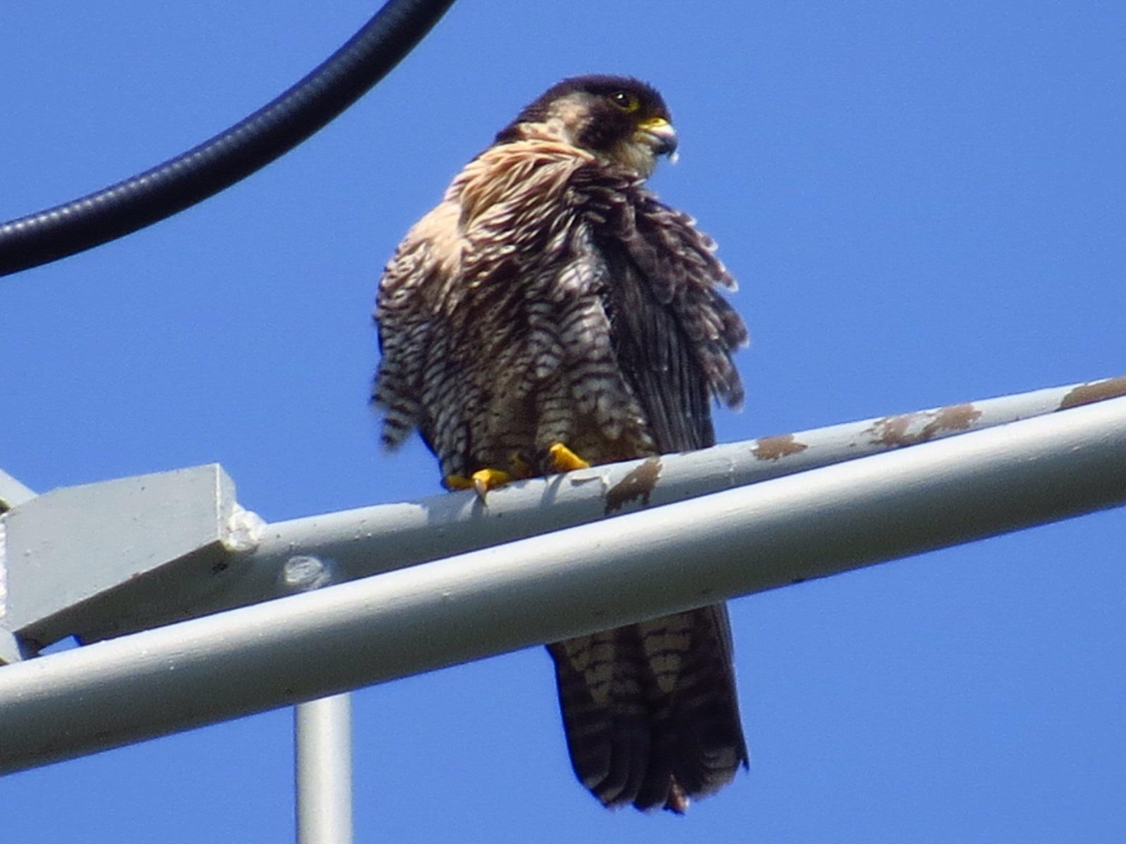 Peregrine Falcon Photo by Kathy Wooding