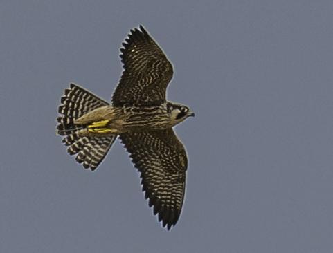 Peregrine Falcon Photo by Mason Rose