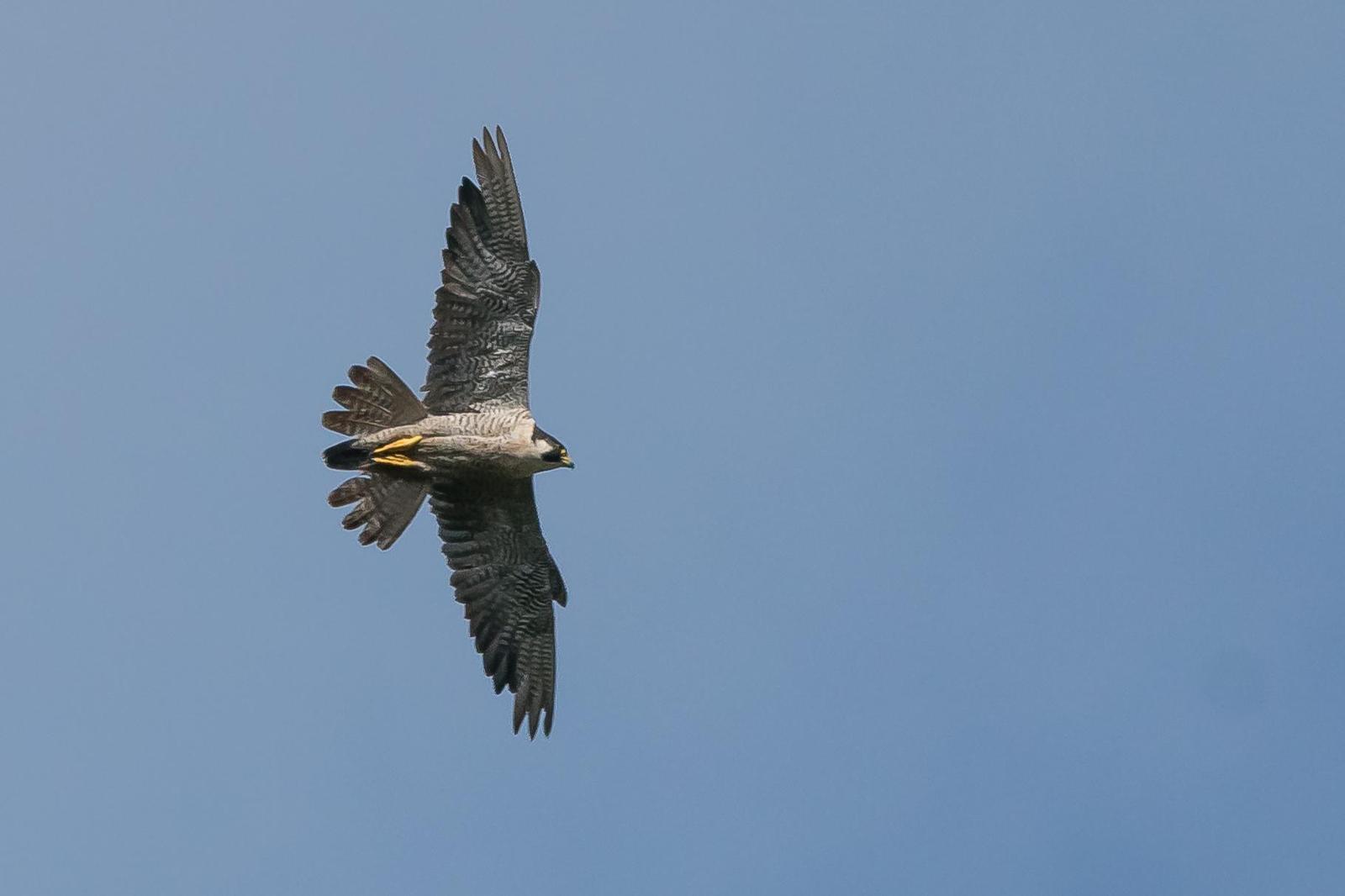 Peregrine Falcon Photo by Gerald Hoekstra