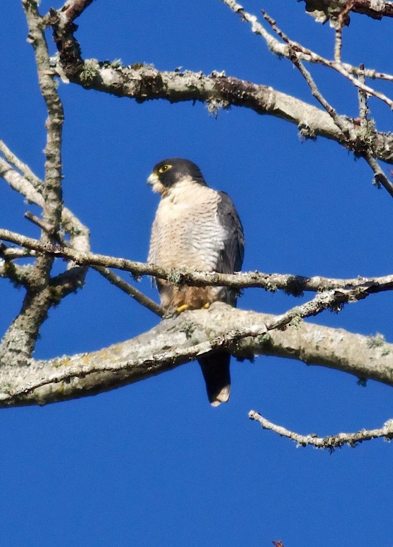 Peregrine Falcon Photo by Kathryn Keith