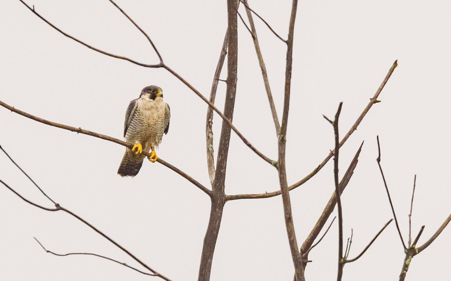 Peregrine Falcon Photo by Keshava Mysore