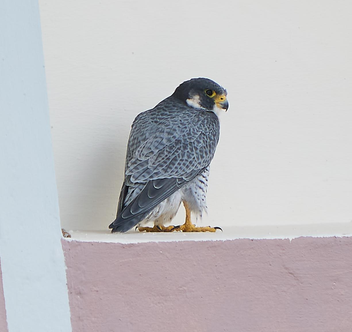 Peregrine Falcon Photo by Steven Cheong
