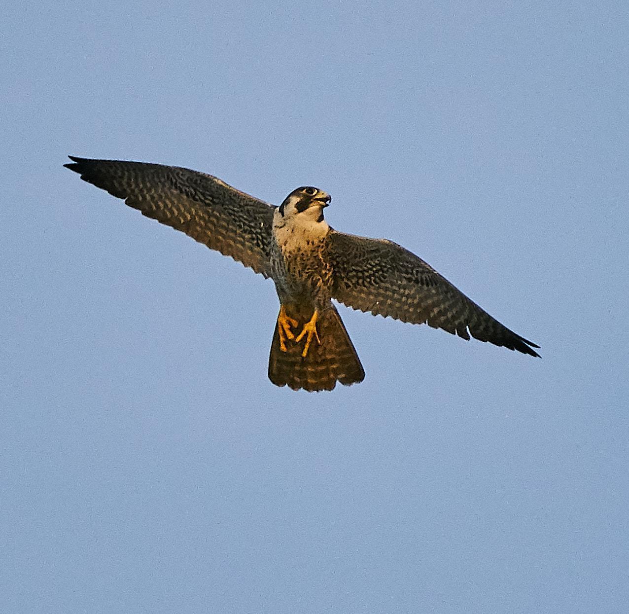 Peregrine Falcon Photo by Steven Cheong