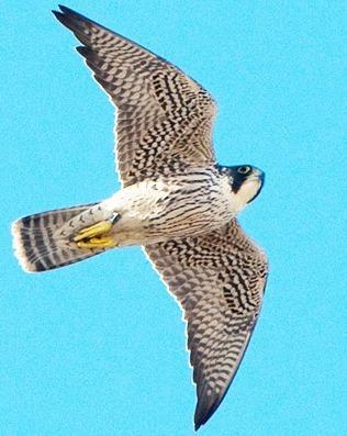 Peregrine Falcon Photo by Pete Myers