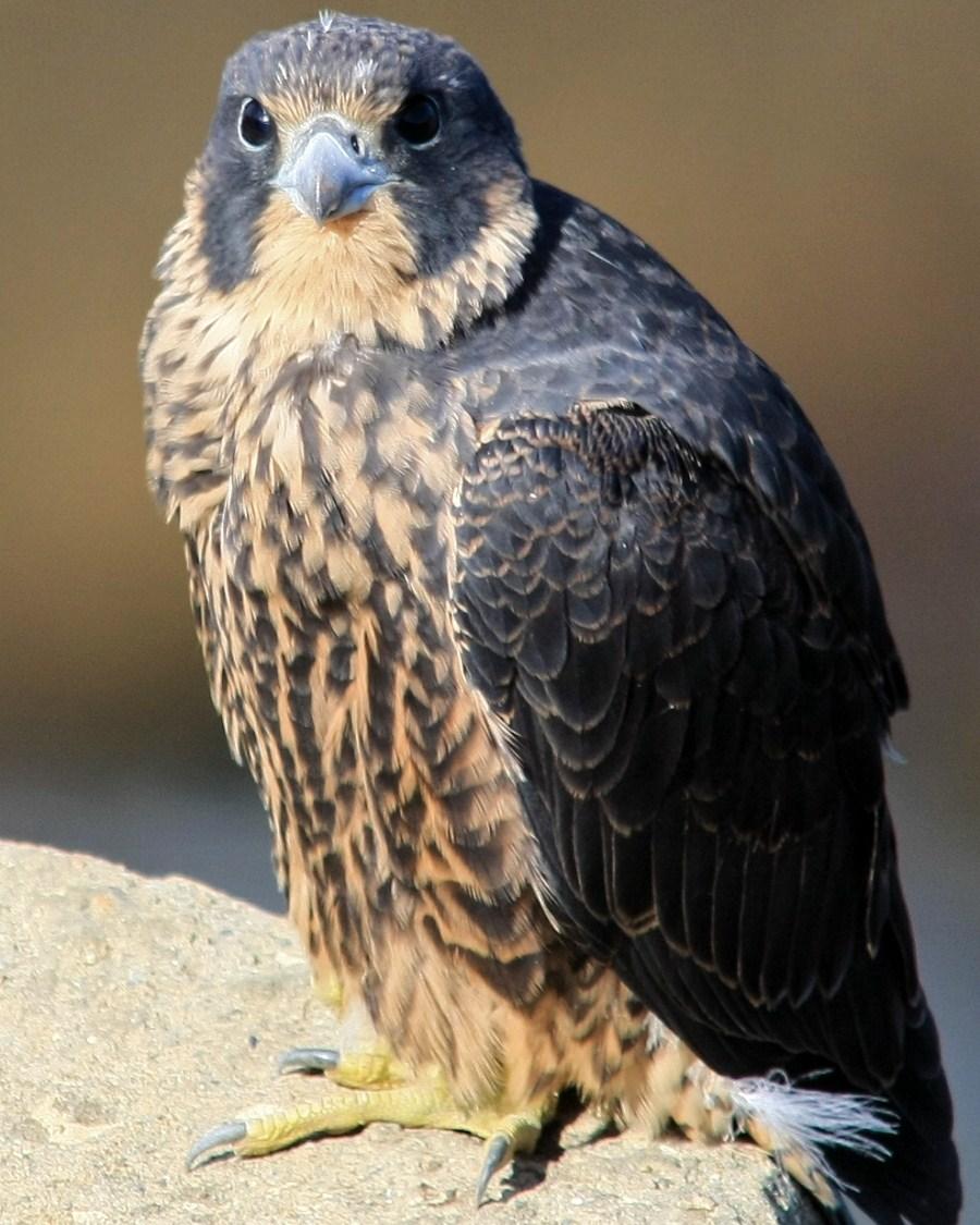 Peregrine Falcon Photo by Monte Taylor