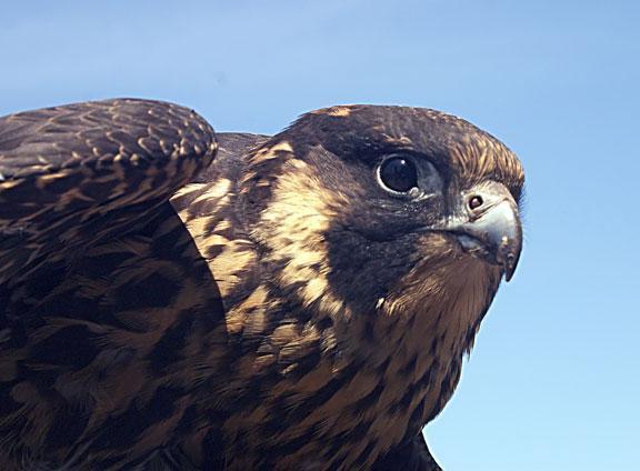 Peregrine Falcon Photo by Dan Tallman