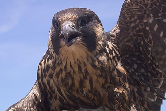 Peregrine Falcon Photo by Dan Tallman