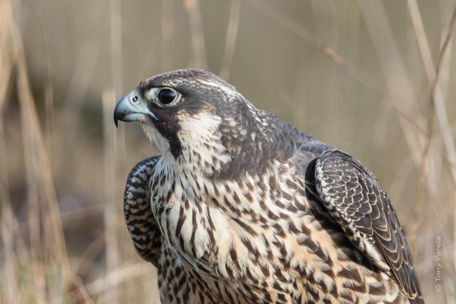 Peregrine Falcon Photo by Tony Varela