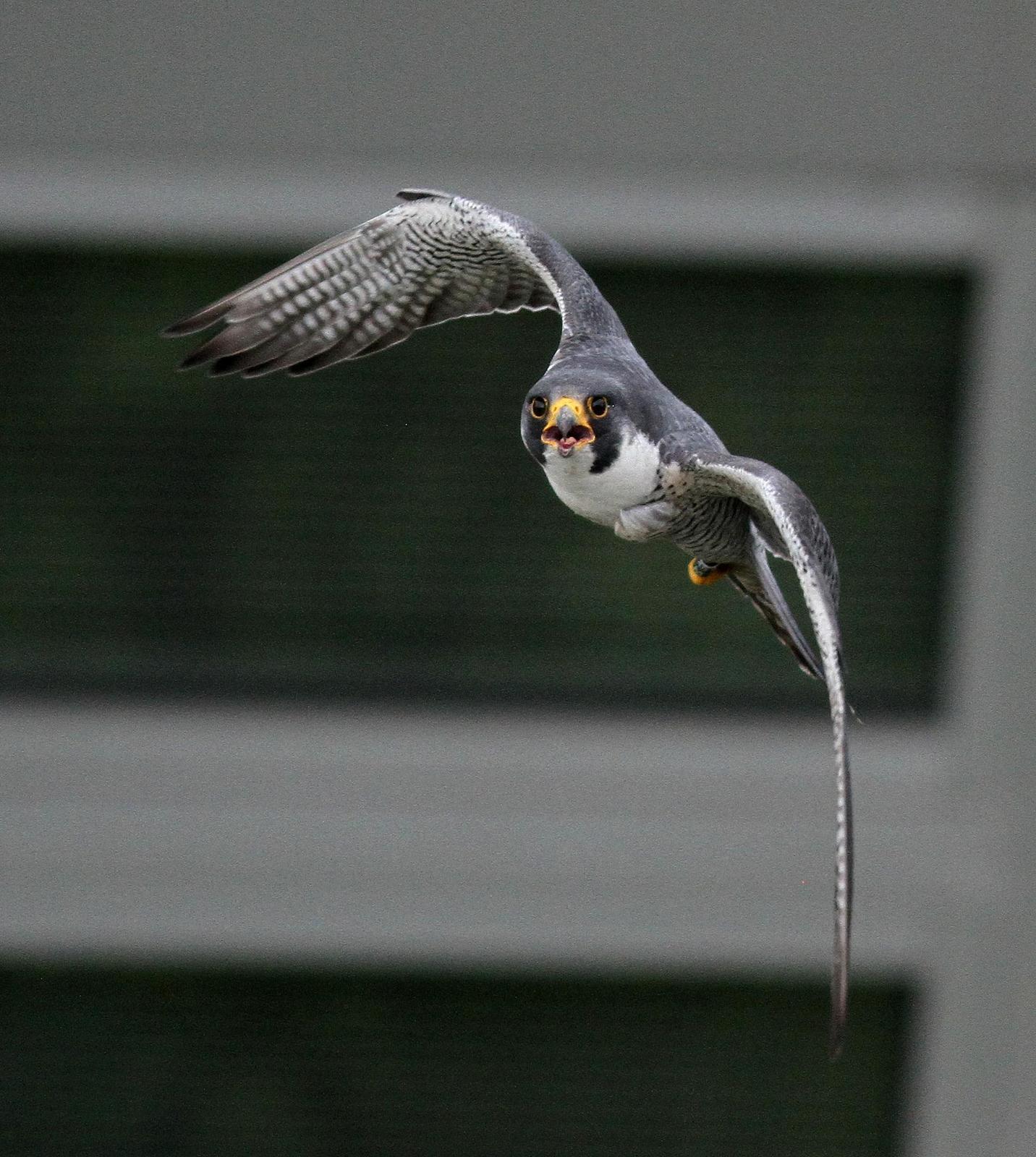 Peregrine Falcon (North American) Photo by Demayne Murphy