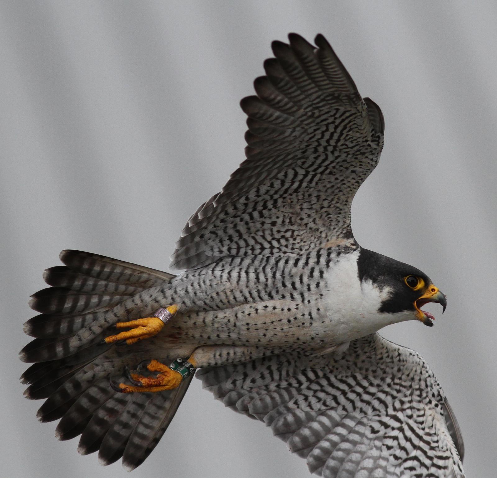 american peregrin falcon habitat