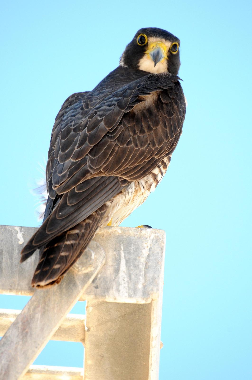Peregrine Falcon (North American) Photo by Steven Mlodinow