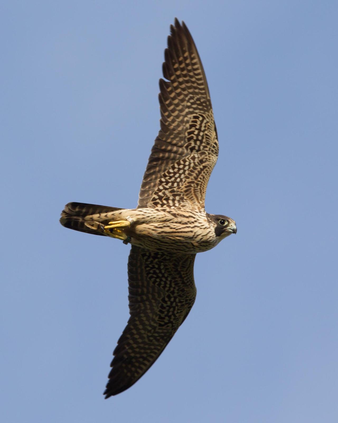 Peregrine Falcon (North American) Photo by Kevin Berkoff