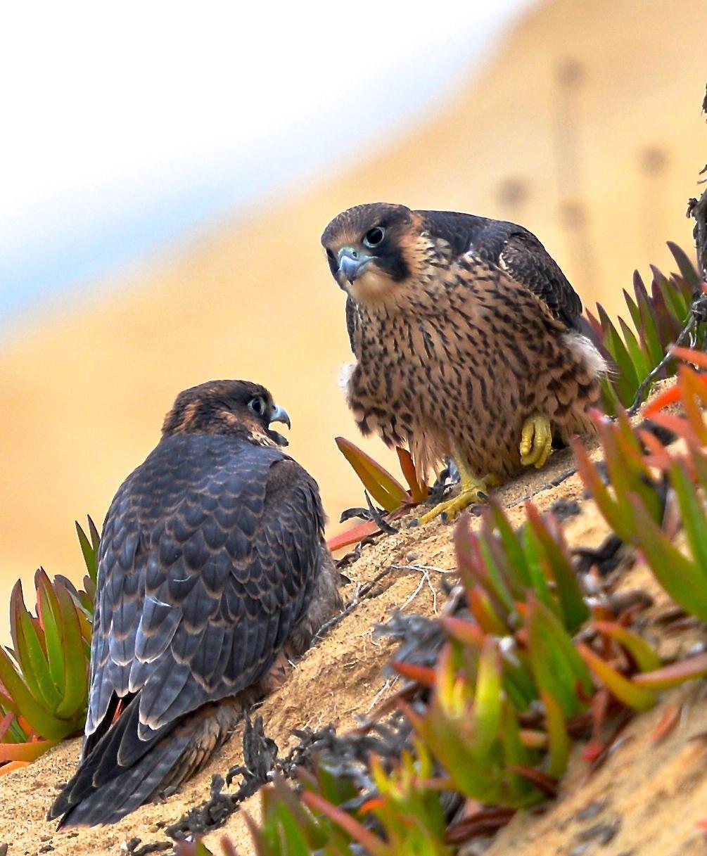 Peregrine Falcon (North American) Photo by Gerald Friesen