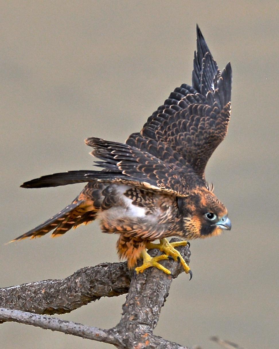 Peregrine Falcon (North American) Photo by Gerald Friesen