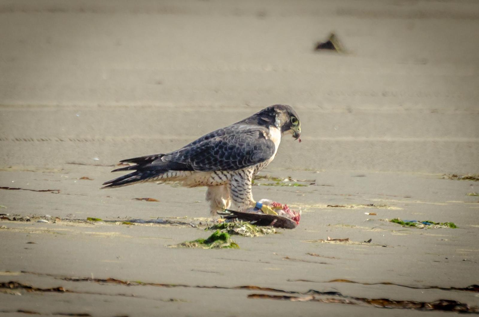 Peregrine Falcon (Peale's) Photo by Scott Yerges