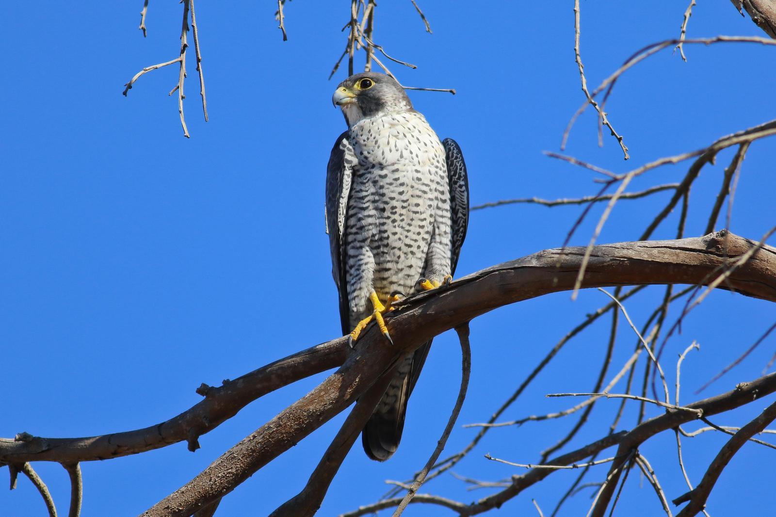 Peregrine Falcon (Peale's) Photo by Tom Ford-Hutchinson