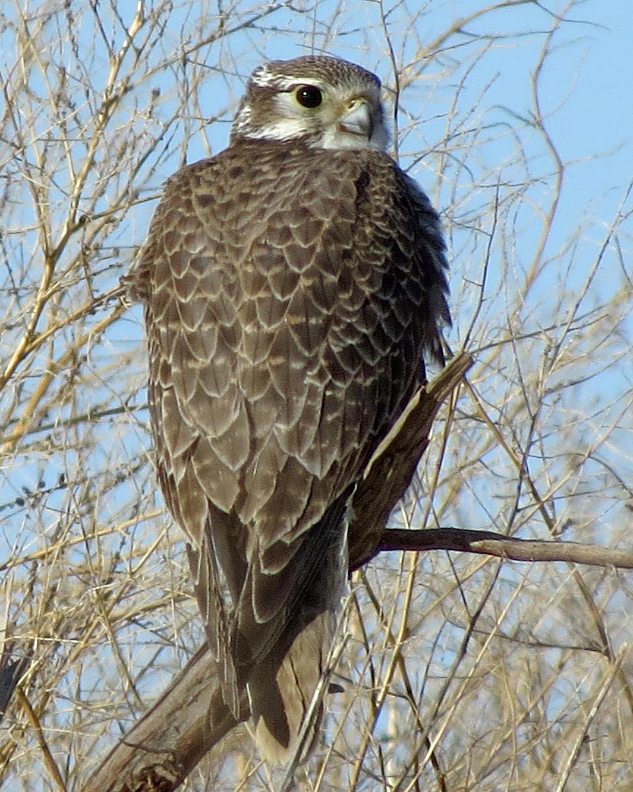Prairie Falcon Photo by Kelly Preheim