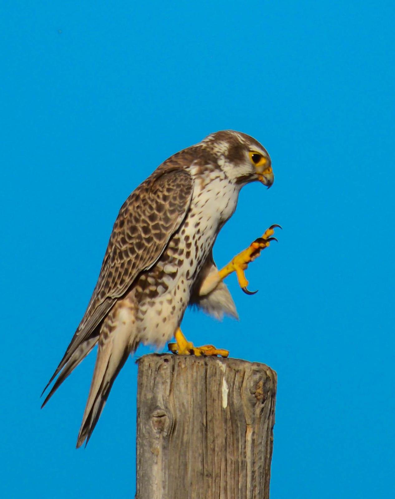 Prairie Falcon Photo by Karen Prisby