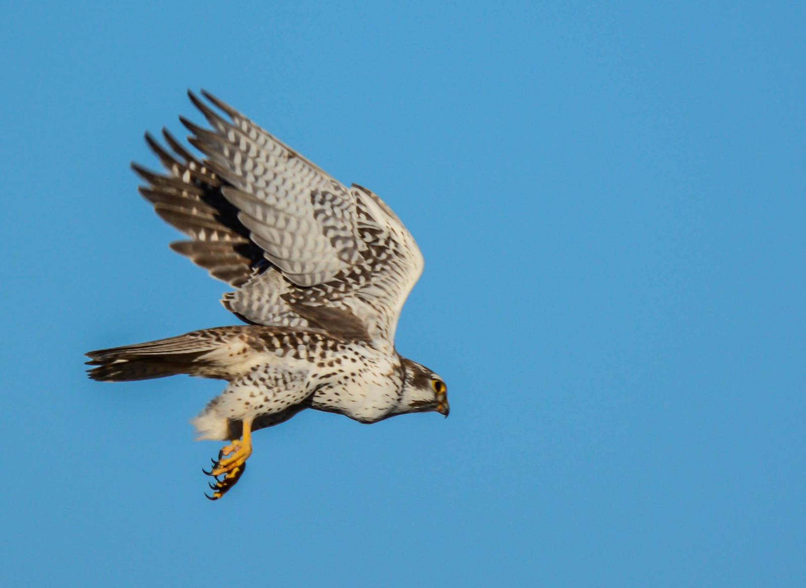 Prairie Falcon Photo by Karen Prisby