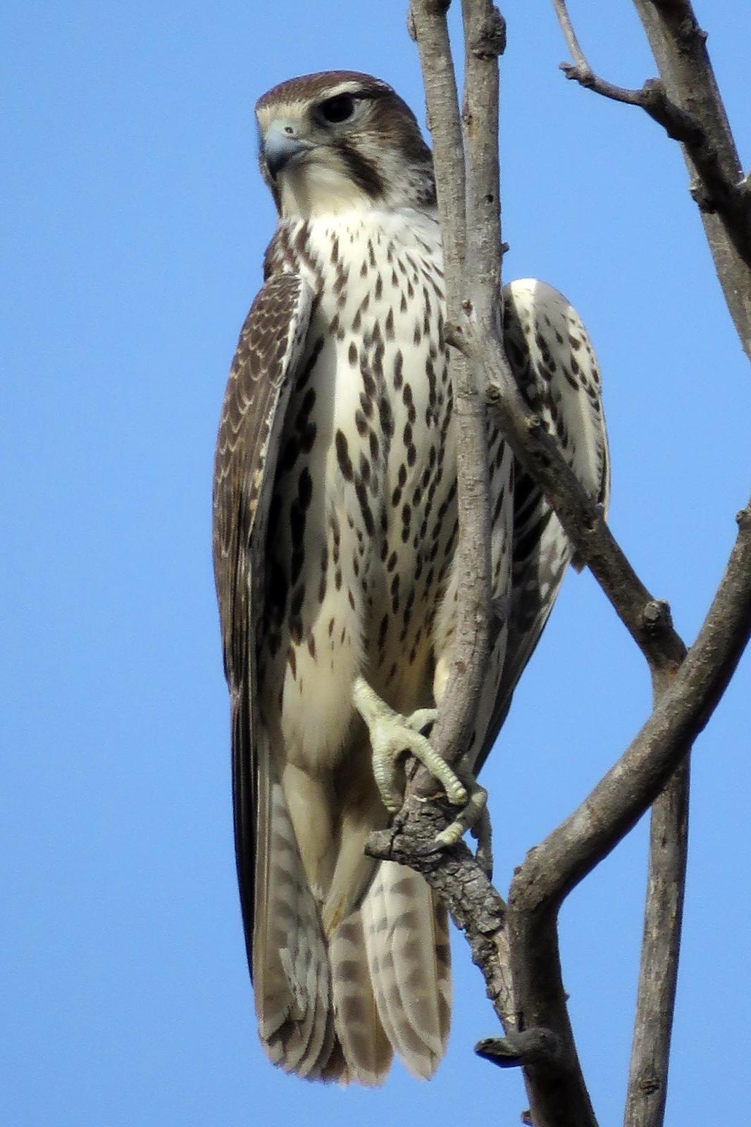 Prairie Falcon Photo by Bob Neugebauer