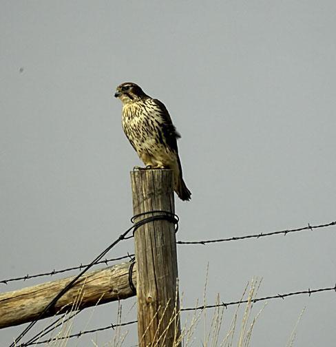 Prairie Falcon Photo by Dan Tallman