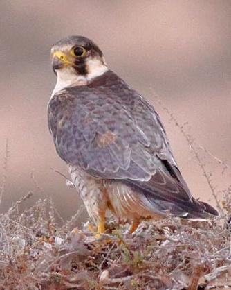 Peregrine Falcon (Barbary) Photo by Stephen Daly