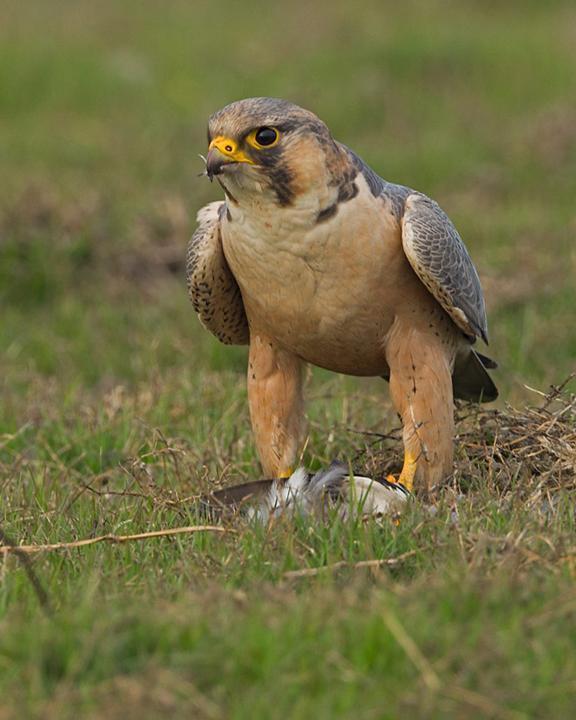 Peregrine Falcon (Barbary) Photo by Anand Arya
