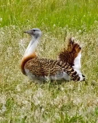 Great Bustard Photo by Stephen Daly