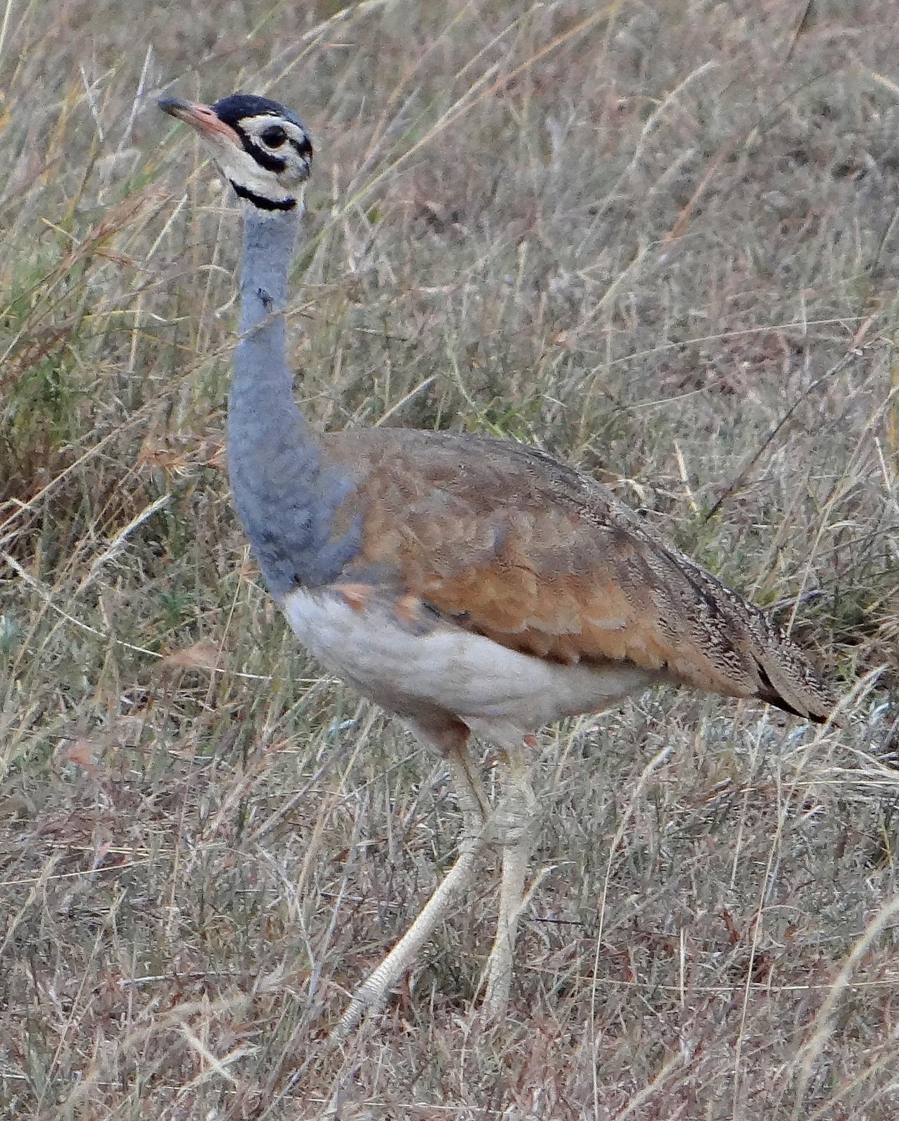 White-bellied Bustard Photo by Todd A. Watkins