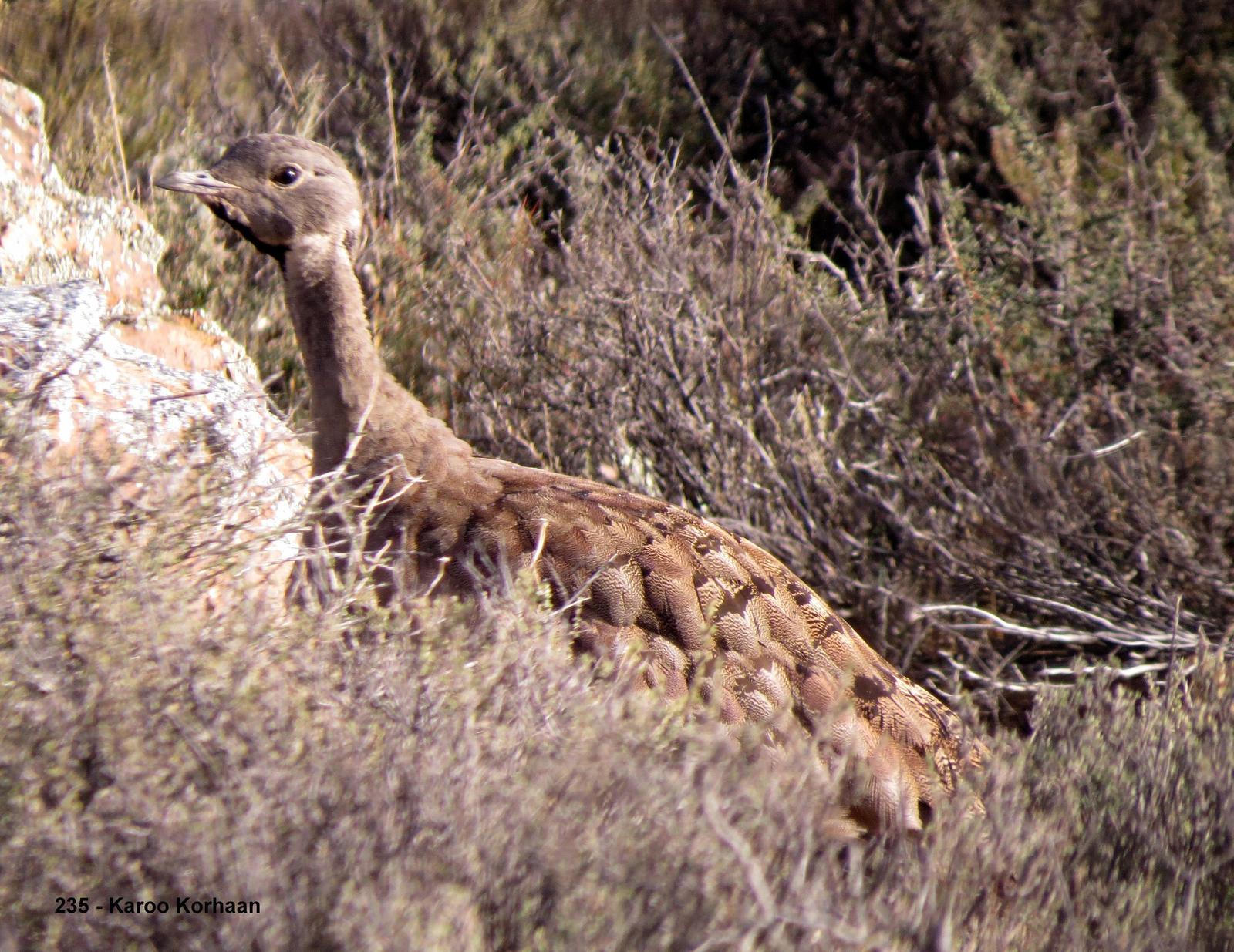 Karoo Bustard Photo by Richard  Lowe