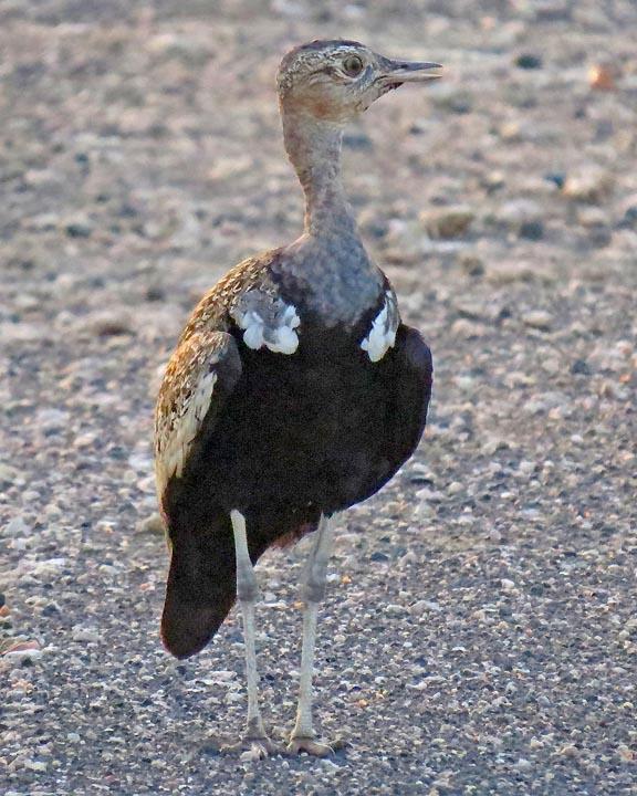 Red-crested Bustard Photo by Peter Boesman
