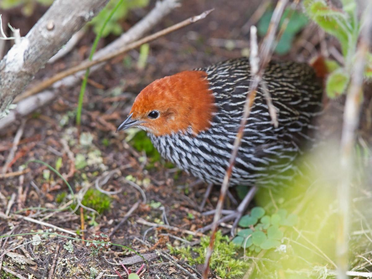 Striped Flufftail Photo by Niall Perrins