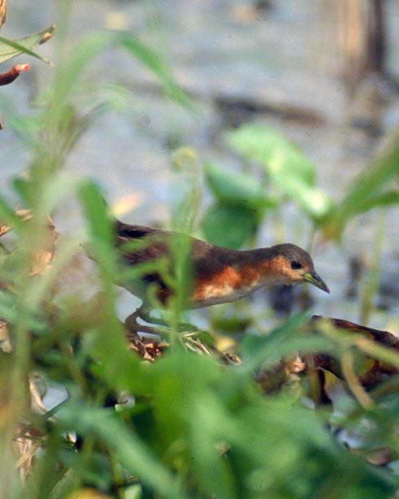 Rusty-flanked Crake Photo by Peter Boesman