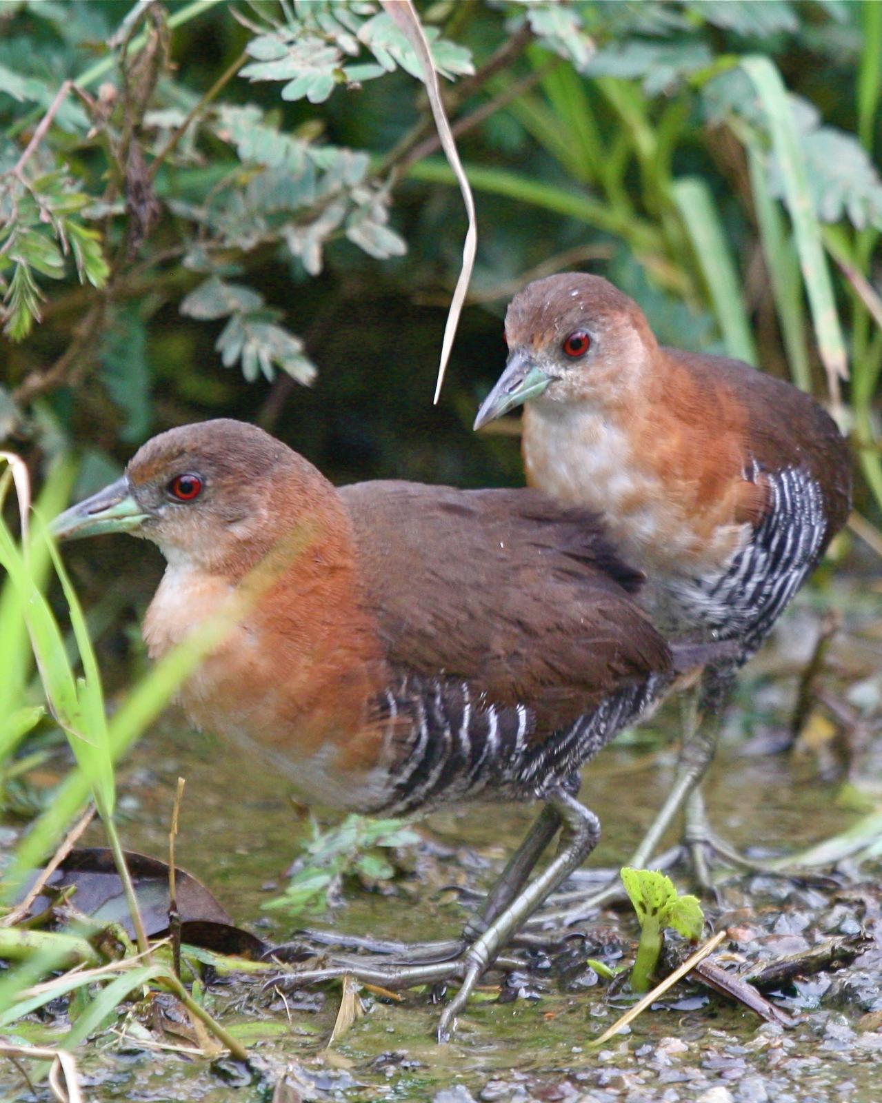 White-throated Crake Photo by Michael L. P. Retter
