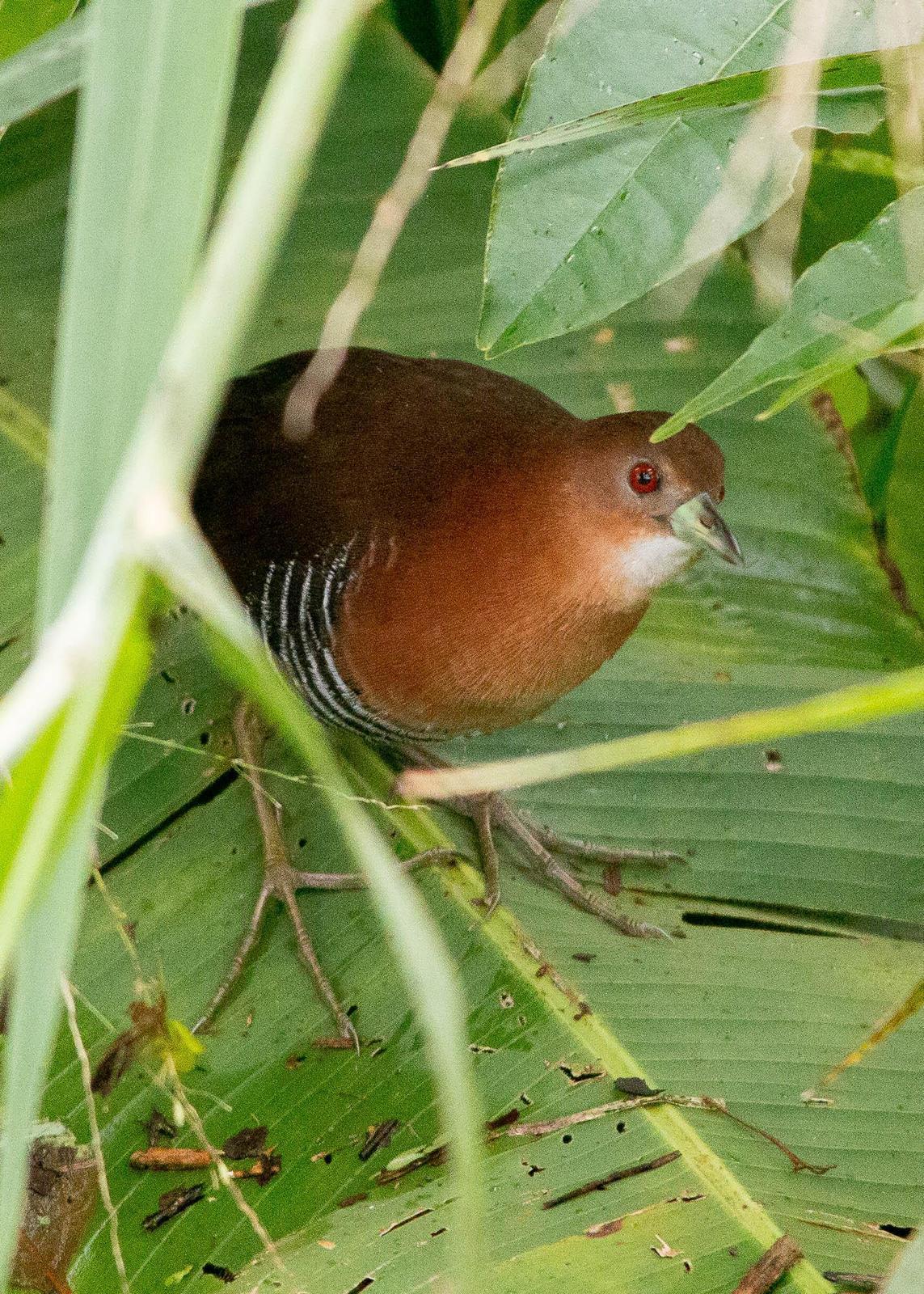 White-throated Crake Photo by Marie-France Rivard