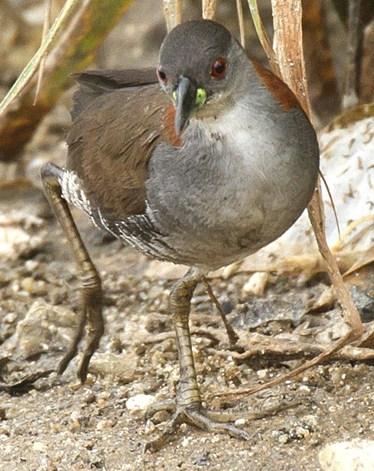 Gray-breasted Crake Photo by Michel Giraud-Audine