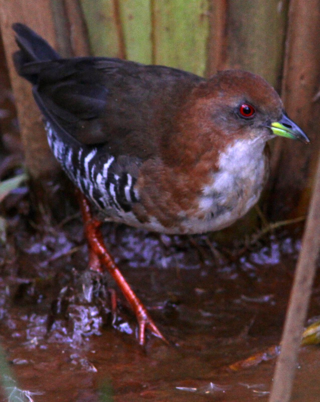 Red-and-white Crake Photo by Marcelo Padua