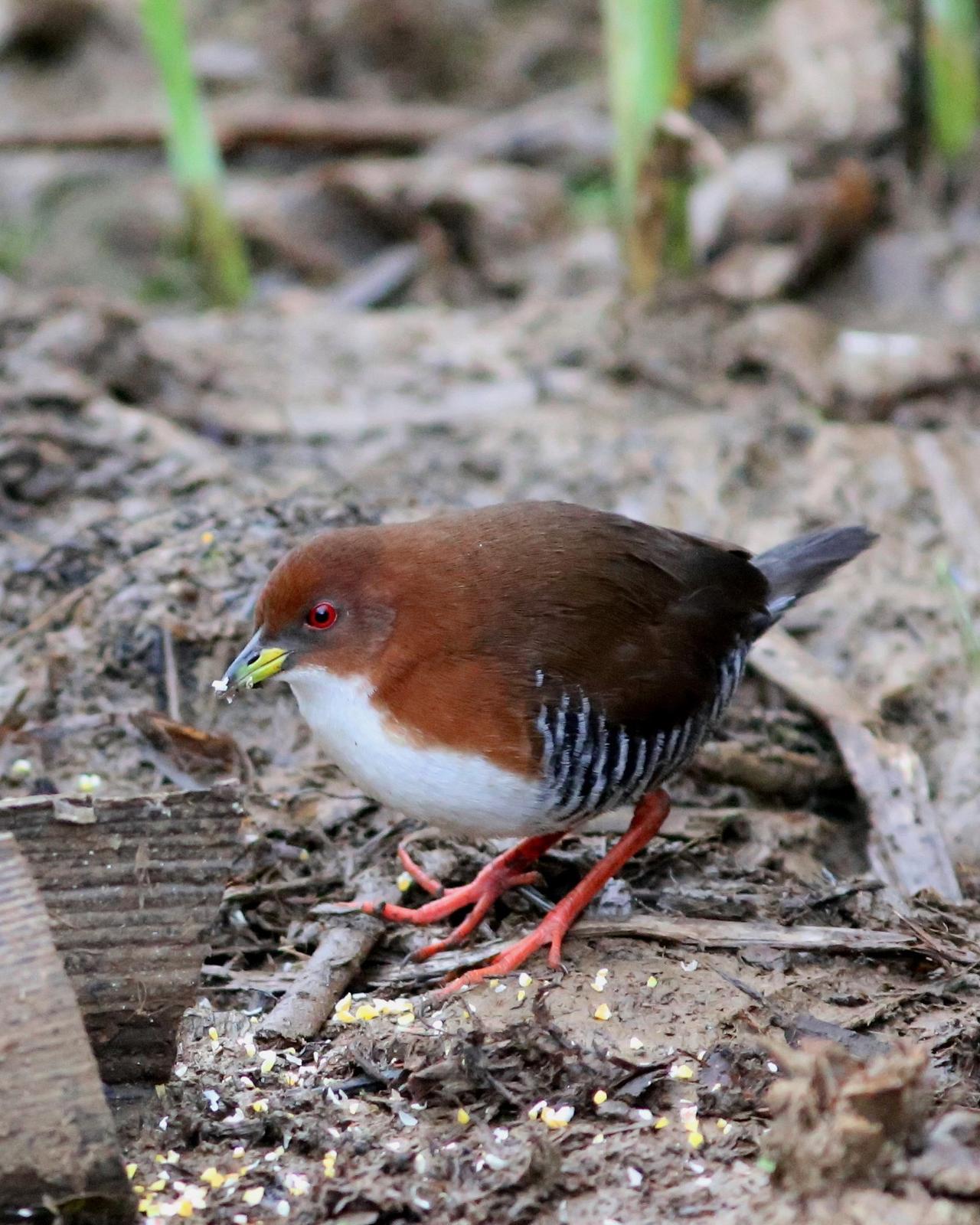 Red-and-white Crake Photo by Rohan van Twest
