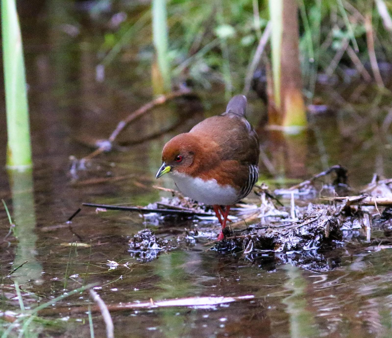 Red-and-white Crake Photo by Leonardo Garrigues