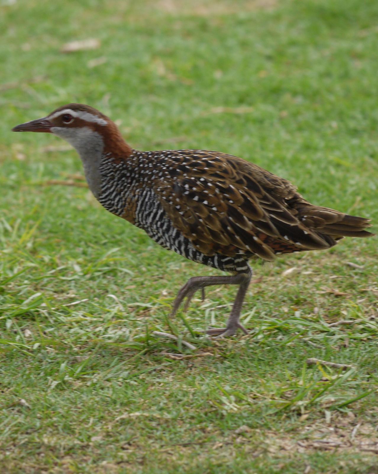Buff-banded Rail Photo by Peter Lowe
