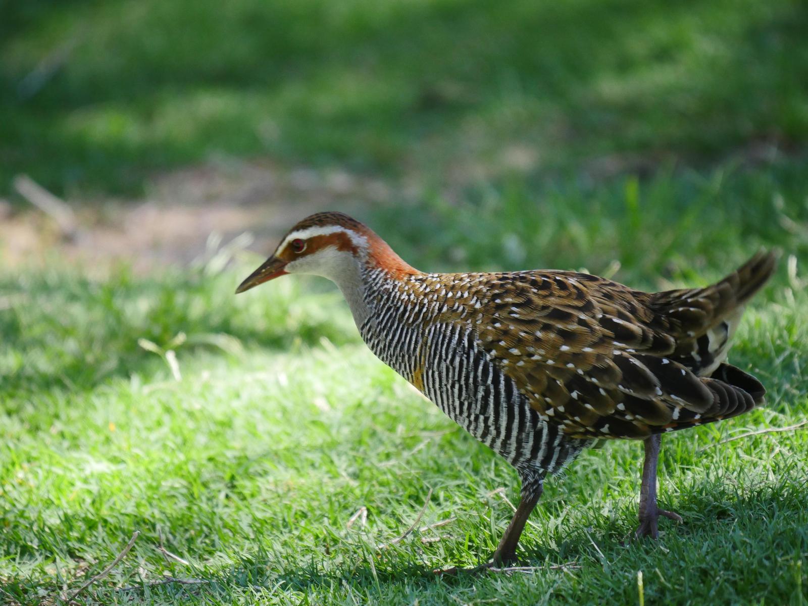 Buff-banded Rail Photo by Peter Lowe