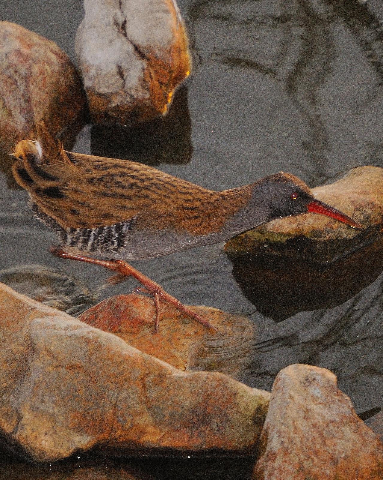 Water Rail Photo by Andres Rios