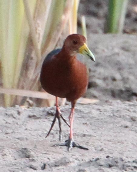 Rufous-necked Wood-Rail Photo by Monte Taylor