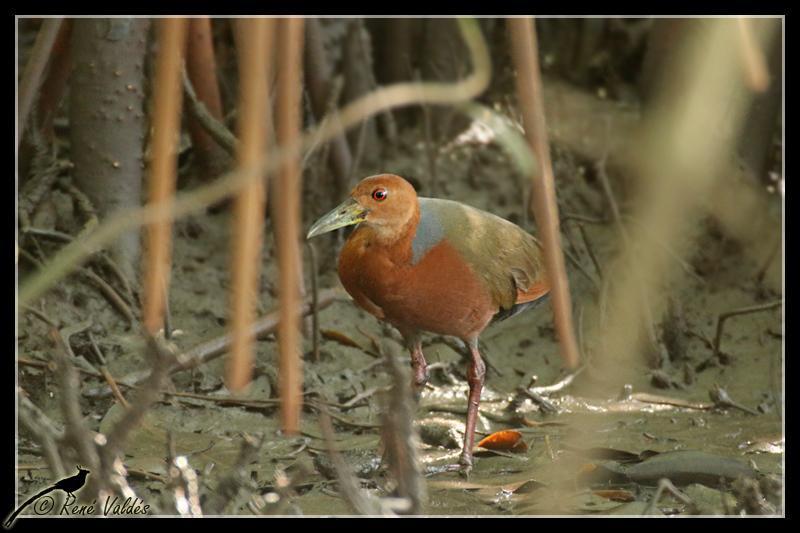 Rufous-necked Wood-Rail Photo by Rene Valdes