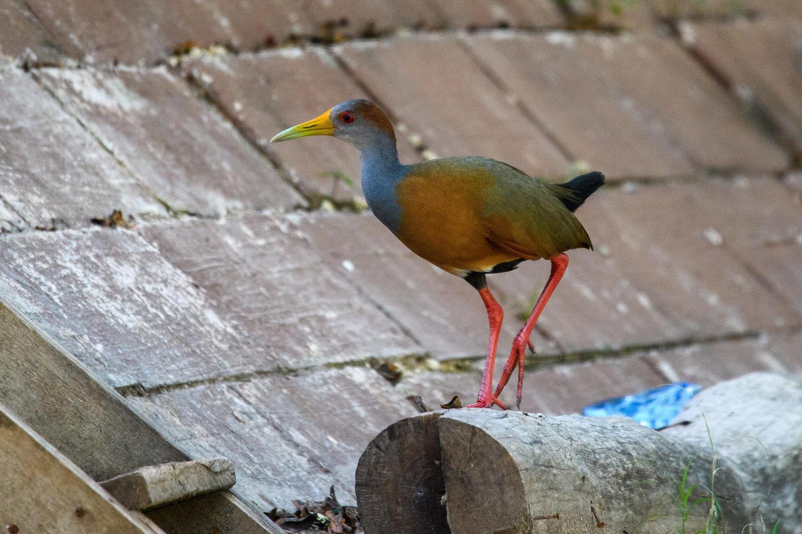 Rufous-necked Wood-Rail Photo by Gerald Hoekstra