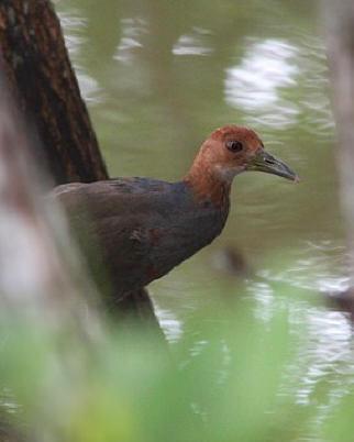 Rufous-necked Wood-Rail Photo by Amy McAndrews