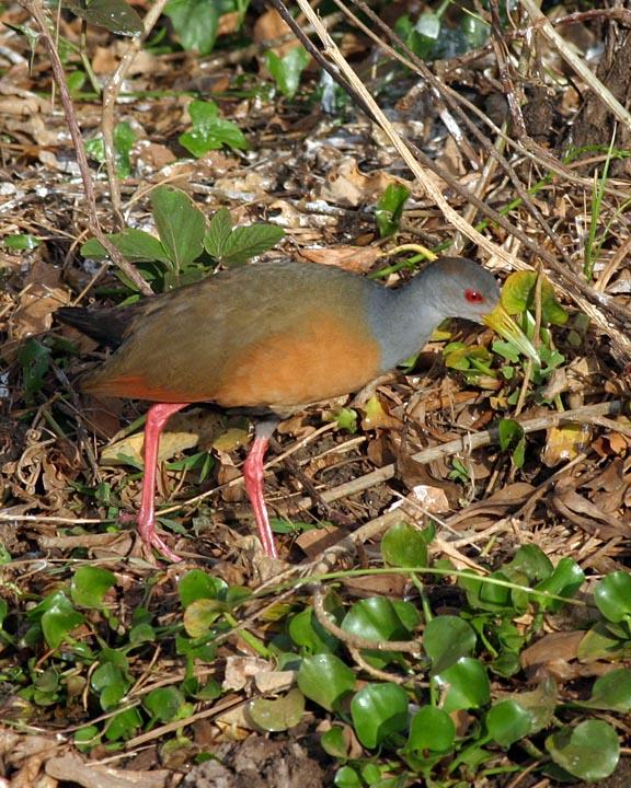 Russet-naped/Gray-cowled Wood-Rail Photo by Peter Boesman