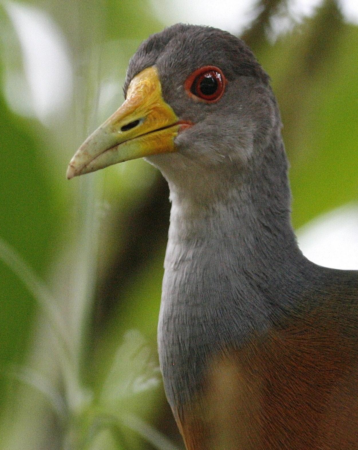 Russet-naped/Gray-cowled Wood-Rail Photo by Oscar Johnson