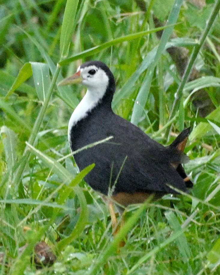 White-breasted Waterhen Photo by David Hollie
